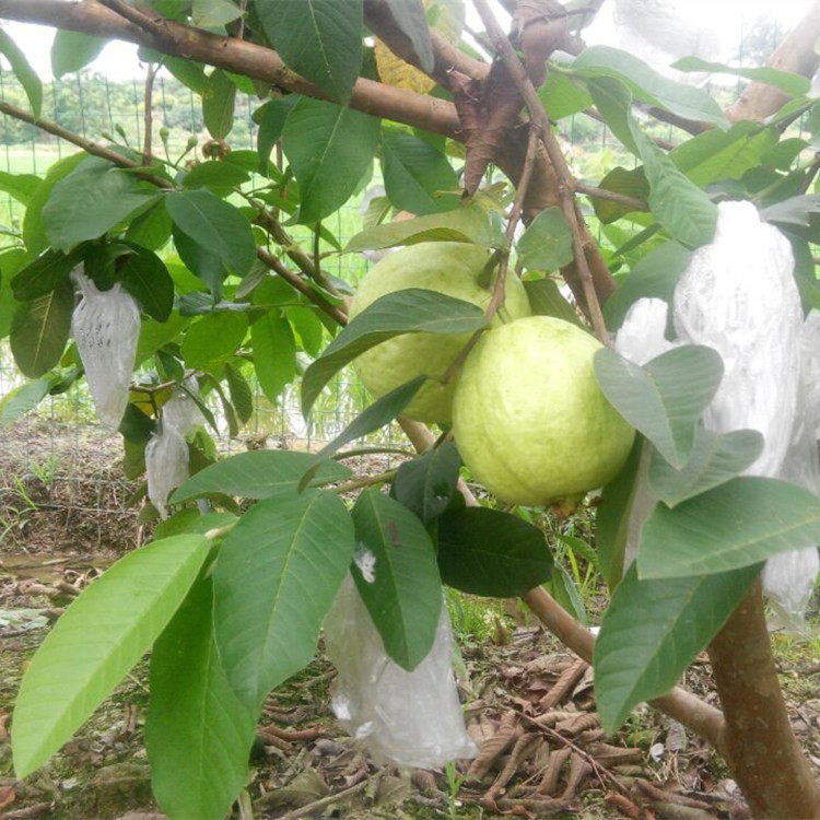 农家果园现摘现发台湾新鲜珍珠芭乐番石榴5斤装孕妇水果果园直销