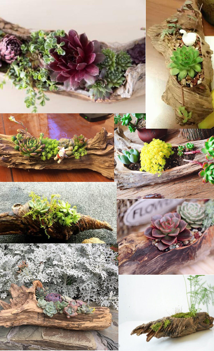 闽瓷缘 多肉花盆树根花盆木头花盆多肉植物盆栽枯木朽木多肉花器