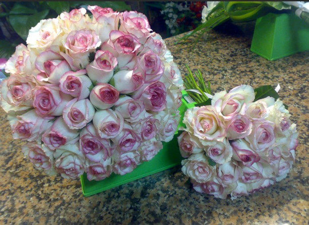 欧月新品荷兰月季快乐之源直立不垂头花朵大花期长