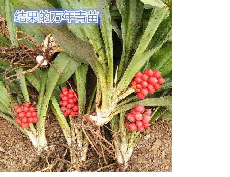 青春的盆栽花卉 四季常青 红果万年青 新婚乔迁花卉