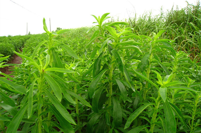 薄荷信箱 | 一串鱿鱼=40口肥肉?