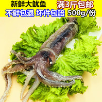 Squid fresh big squid iron plate squid squid squid frozen sea fish seafood barbecue full 3kg