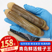 Razon bamboo clams fresh big bamboo clam King King extra large sand-free shellfish seafood 500g