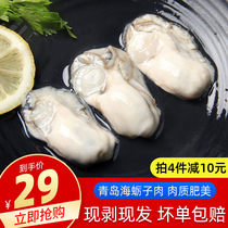Raw oyster meat fresh peeling oyster meat fresh shell oyster meat large 500g seafood 2kg