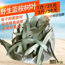 Eucalyptus leaves eucalyptus branches deodorant antibacterial and taste-removing mat material dried eucalyptus leaves pet insect-repellent squirrel to taste