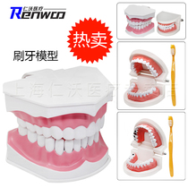 Dental model Standard dental model Dental mold teaching dentures kindergarten brushing practice oral model