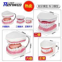 Tooth model six times big tooth mold twice Big dental teaching kindergarten model brushing mold