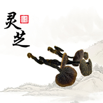 Lan Shengtang specialty Tibet Ganoderma lucidum bamboo Ganoderma lucidum Mill Ganoderma lucidum powder tea health tea 500g