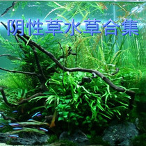 Negative grass Zhongjing water grass Small Banyan Golden Banyan Black wood fern Fine leaf iron green algae ball antler iron green crown