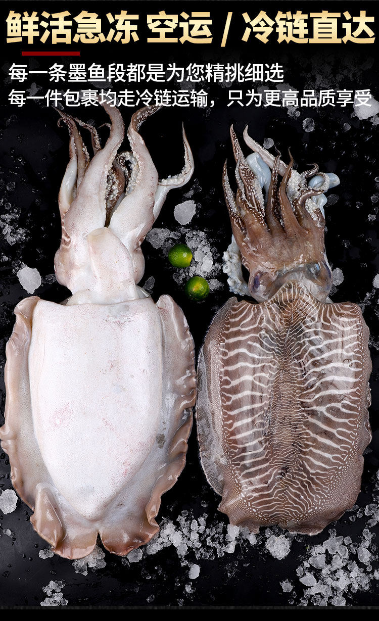 墨鱼鲜活速冻大墨鱼 超大新鲜海鲜水产特级花枝目鱼乌贼
