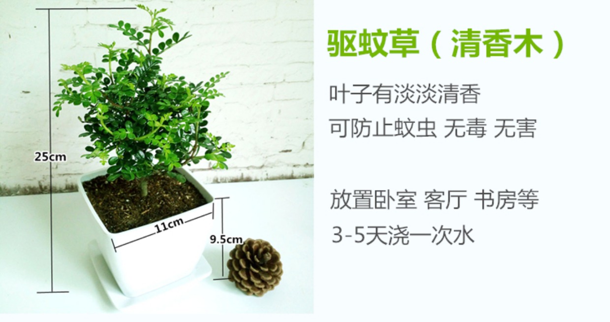 驱蚊草清香木真花盆栽观叶植物室内养植物绿色四季常青驱蚊树