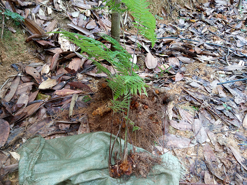 新鲜野生现挖黄狗头狗蕨金毛狗脊苟脊金黄狗脊可盆栽种苗3棵包邮_双氙