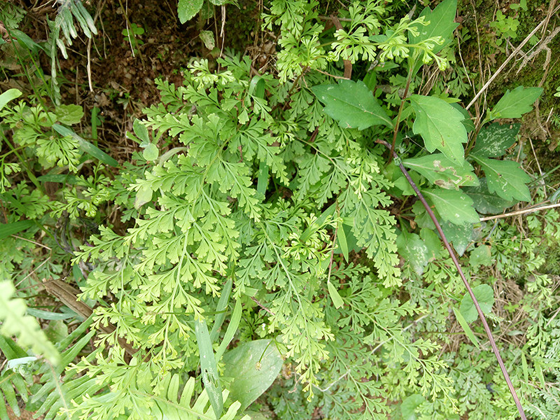 野生新鲜现采乌蕨乌韭大叶金花草小叶野鸡尾细叶凤凰尾鲜品500g