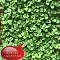 New size to leaf lucky grass living with stem type water grass seed Four Seasons Freshwater Plant fish View bottom sand