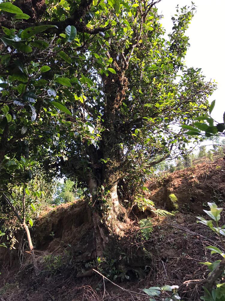 茶香记 白莺山古树春尖 普洱生茶 温暖长伴 无涩味 淡苦味2017年