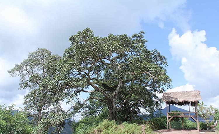 茶香记 倚邦曼拱古春 宋聘号普洱生茶 2017年头春古树 味致胜
