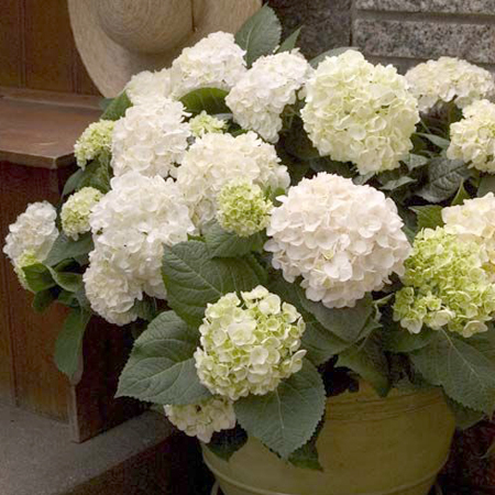 【盆栽】大花绣球 无尽夏 新娘 蒂亚娜 大苗 阳台庭院盆栽花卉