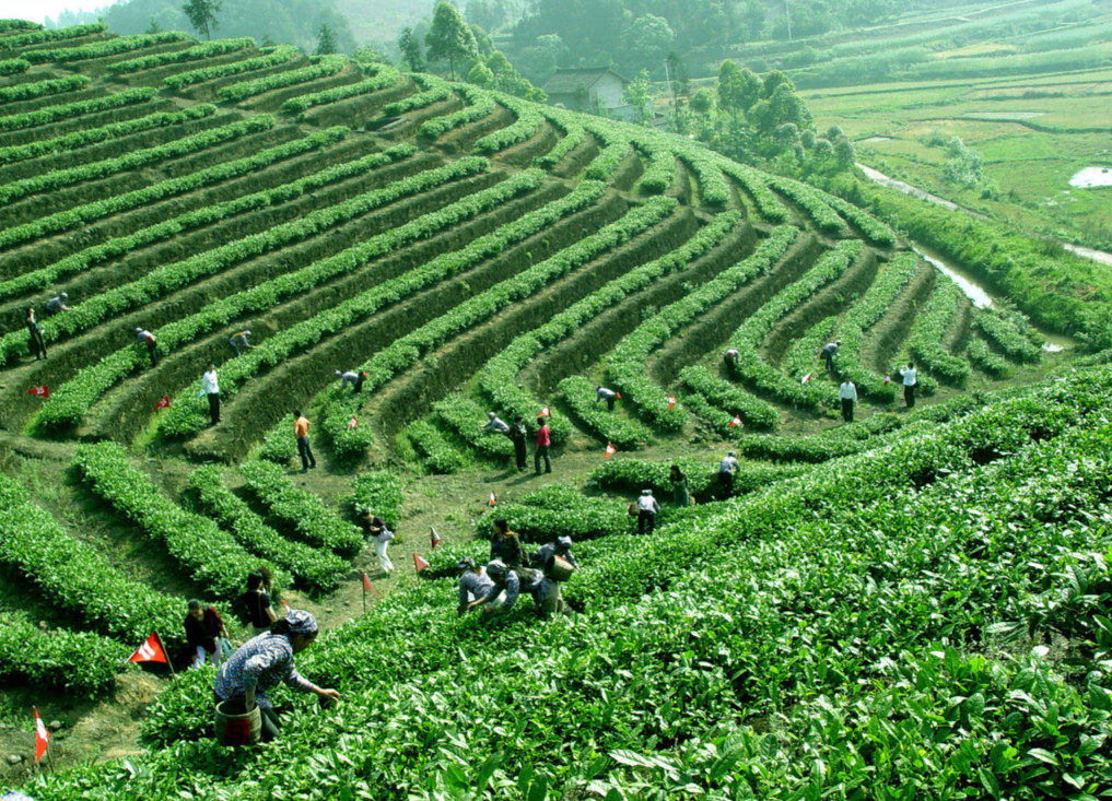 2016重庆特产 永川秀芽 永荣茶叶 新茶炒青绿茶250g装 两袋包邮