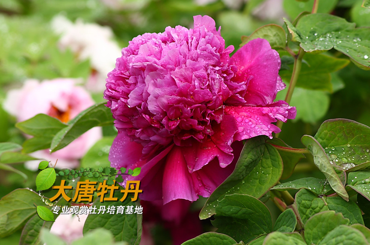 【首案红】正宗菏泽牡丹 品种纯正 可盆栽 别墅庭院 特价包成活