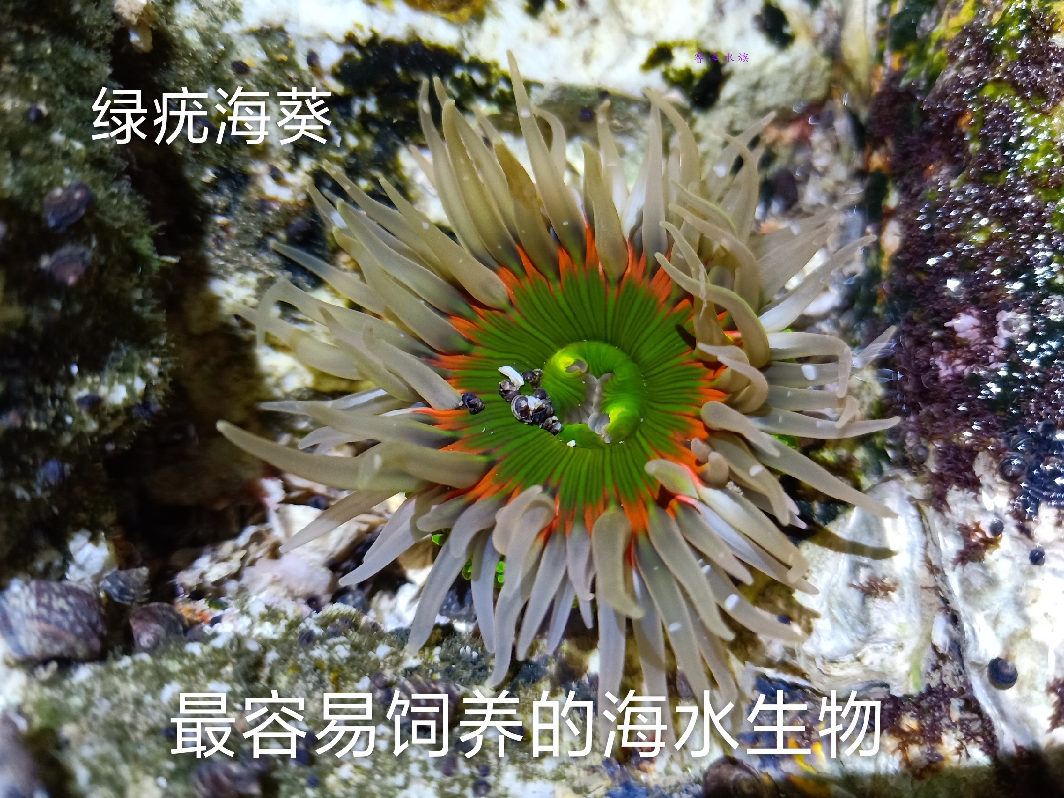 绿疣海葵活体 海水鱼缸观赏纽扣奶嘴地毯草皮
