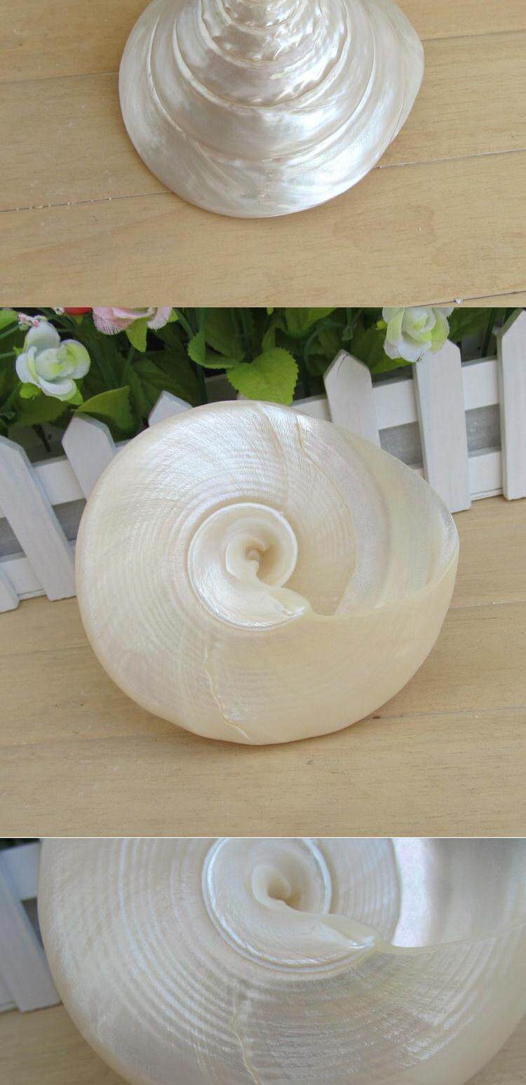 天然珍珠塔螺 大海螺贝壳鱼缸造景 生日礼物居办公摆