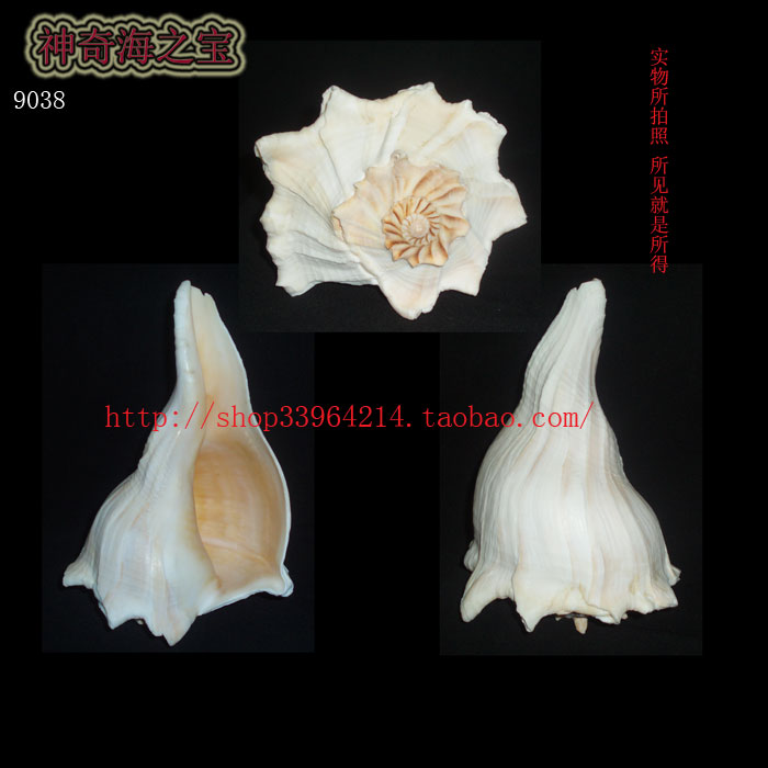 大海螺 20cm 左旋螺 右旋螺 白色螺 家居摆设 风水螺 9038