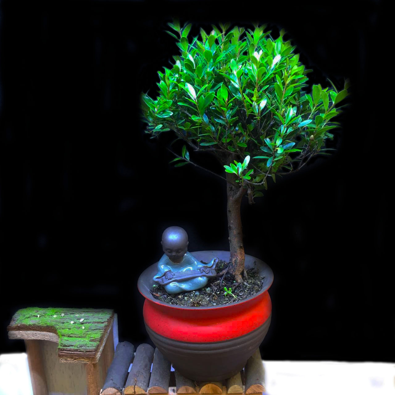 小叶赤楠金丝楠木盆栽盆景植物家庭办公室高端绿植易养耐活木本类_7折