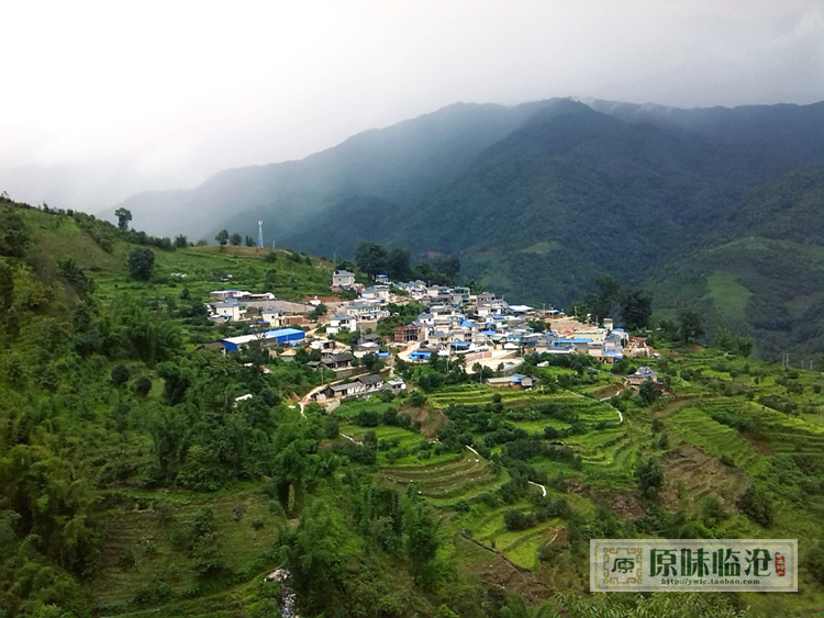 云南普洱茶勐库冰大叶种古树茶临沧茶区2014年500