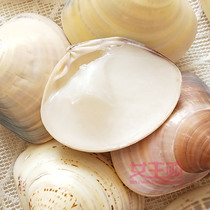 Large Number of clam Clam Oil Shell Oil Protective Hand Cream Crooked Oil Box Dress Nourishes Skincare Anti-Crack Old Shanghai National Goods Recommendation