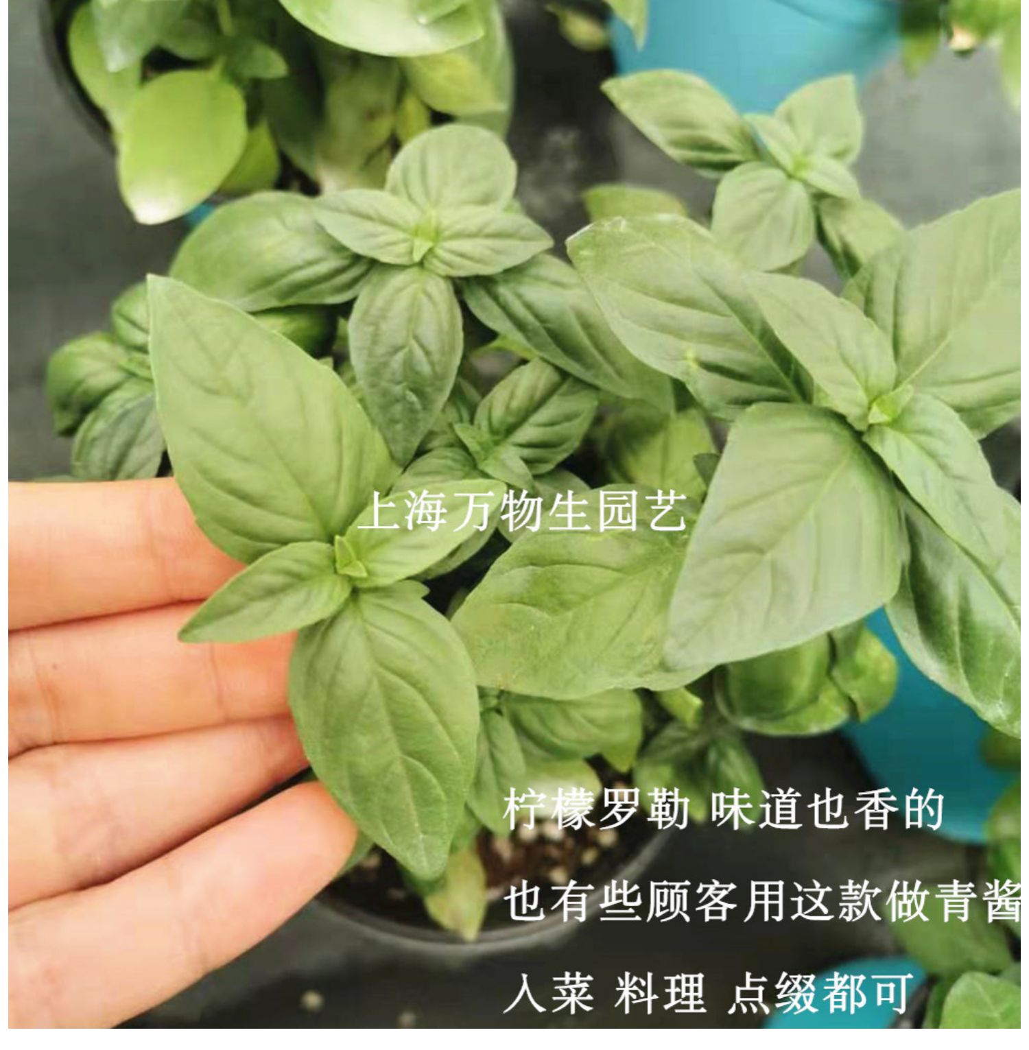 甜香罗勒九层塔西餐料理食用香草金不换绿植盆栽植物意大利苗