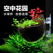 Water grass true water grass cup water Banyan fish tank aquarium decoration landscaping package live real plant sunken wood water grass Cup
