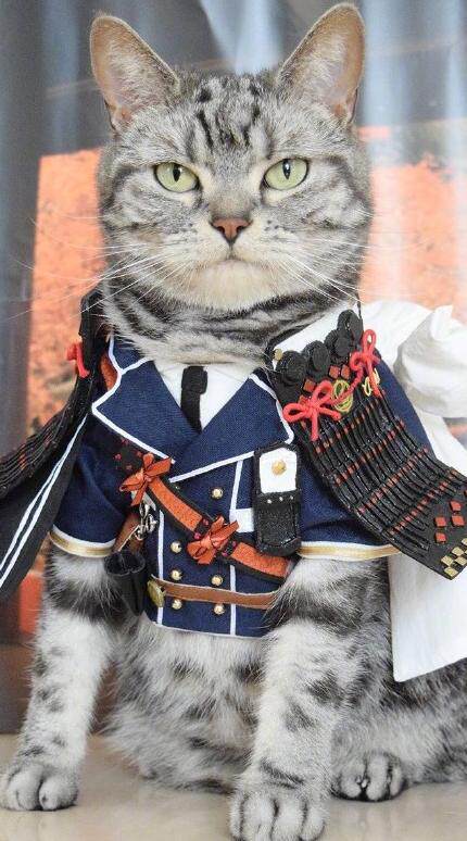 "本将军命你将小鱼干交出来,若则开除你这不合格的铲屎官!