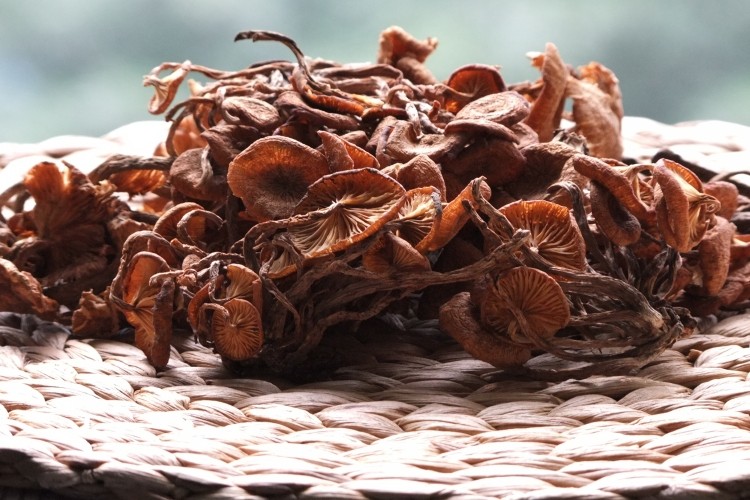 青川特产野生青冈菌青杆菌非茶树菇食用菌深山天然好货250g/袋