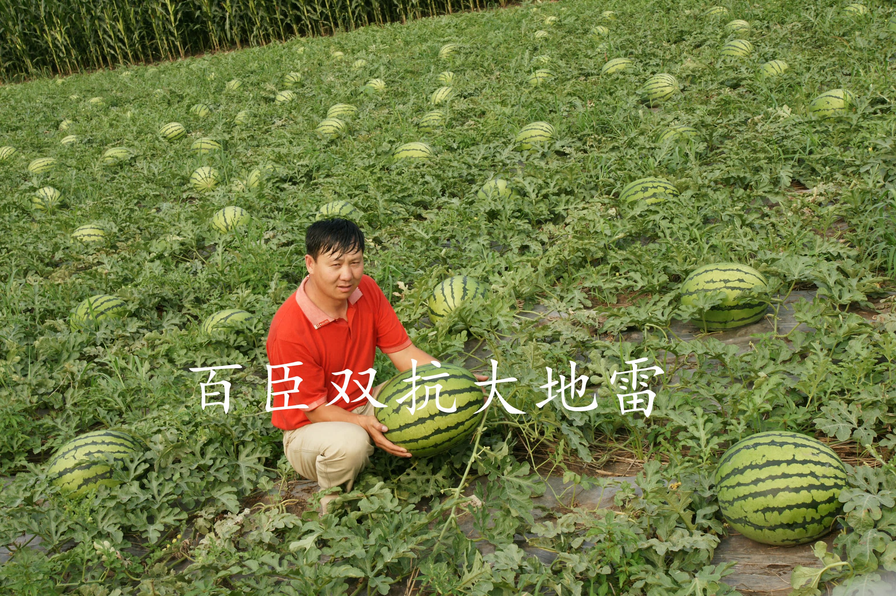 百臣双抗大雷地高产西瓜种子抗病强抗重茬薄皮红瓤耐储运审定品种