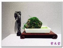 Small leafy purple sandalwood Venus Old stock One wood digging book roll-shaped large base (313)