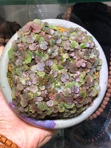 The Ji Tiger Ear-who has been raised by herself for a long time-has been out of the way