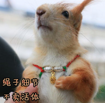 Magic King Xueji Huangshan squirrels Squirrel squirrels Squirrel Flowers Outside of Traction Rope Angel Wings Braces harness Covered Head Split Rope