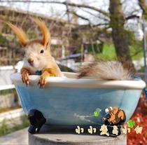 (Small Wheat) Magic King Snowy Ground Squirrel Classic Porcelain Socket Heat Dissipation Theorizer Summer Heatstroke ceramic bath