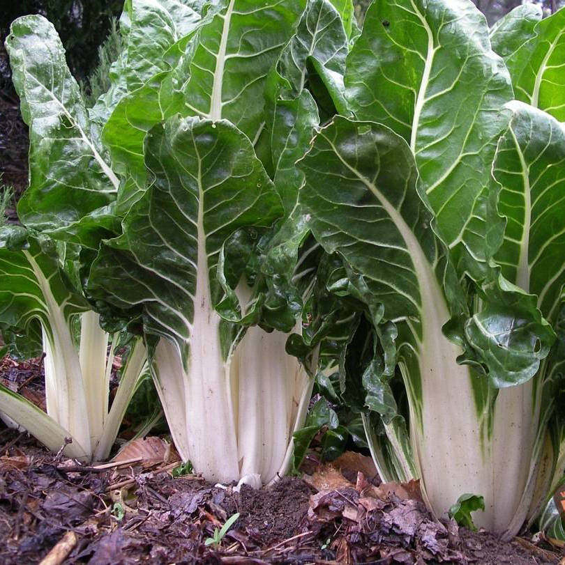 牛皮菜 厚皮菜种籽根达菜种子 四川牛皮菜种籽大叶红牛皮菜四季