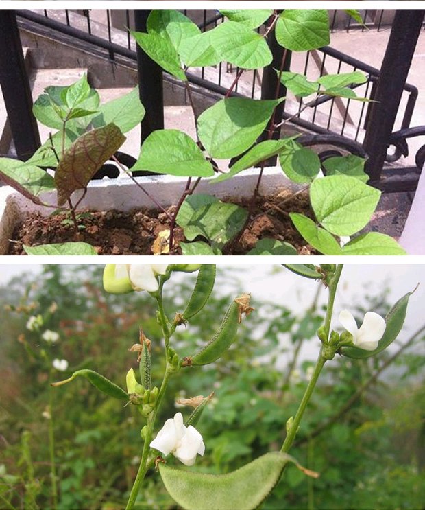 蔬菜种子 绿眉豆种子 绿扁豆籽种 阳台庭院盆栽种植 绿色蔬果扁豆_双