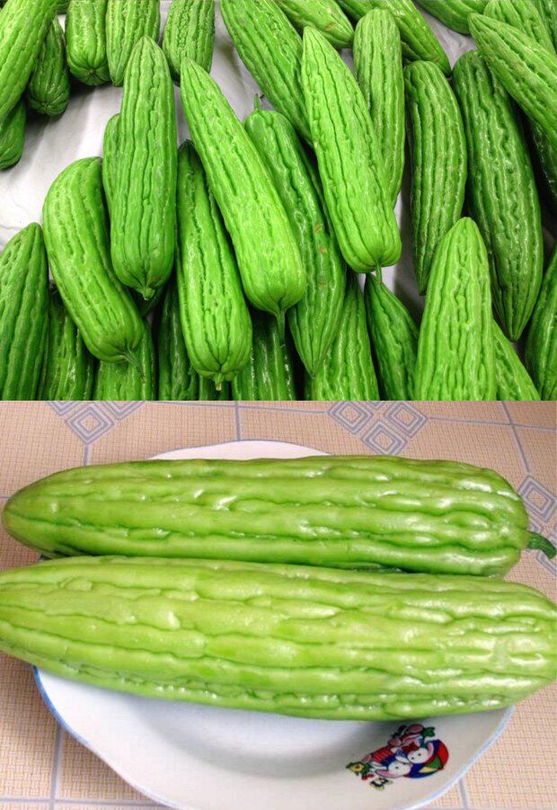 油绿苦瓜种子 蔬菜种子四季种 高产杂交好吃的苦瓜种子家庭四季播