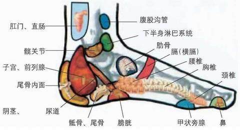 脚的构造你知道吗