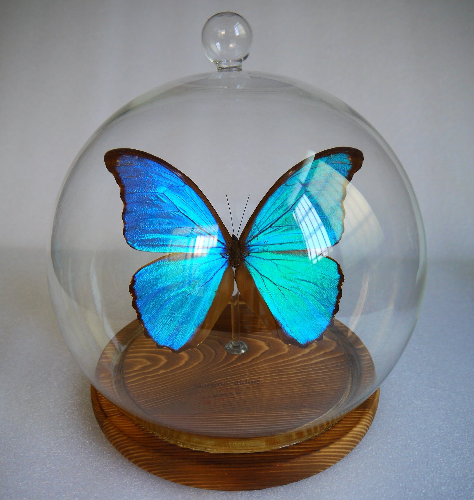 蝴蝶标本大蓝闪蝶欧式花玻璃罩密封摆件生日礼品精品纪念