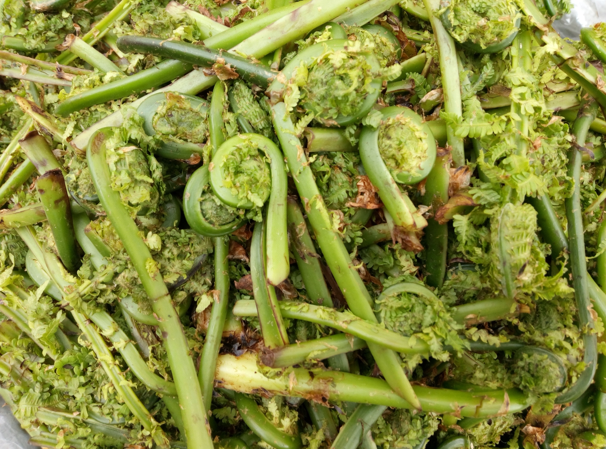 速冻东北山野菜纯野生新鲜山菜黄瓜香 广东菜 蕨新鲜山野菜500g