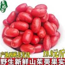 Wild fresh dogwood fruit Double Ninth Festival gift pure Cornus fruit now picked up can be found to make enzyme full 2kg