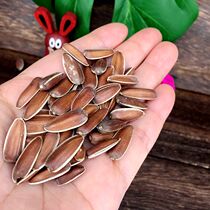 Pet squirrel flying squirrel Groundhog honey grog nutrition food staple snacks red melon seeds red skin sweet taste