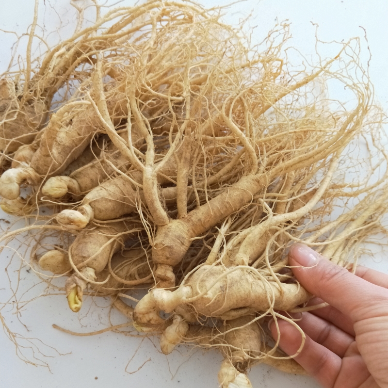 鲜参长白山新鲜野山参保鲜小参泡酒煲汤残参东北人参皂甙包邮500g