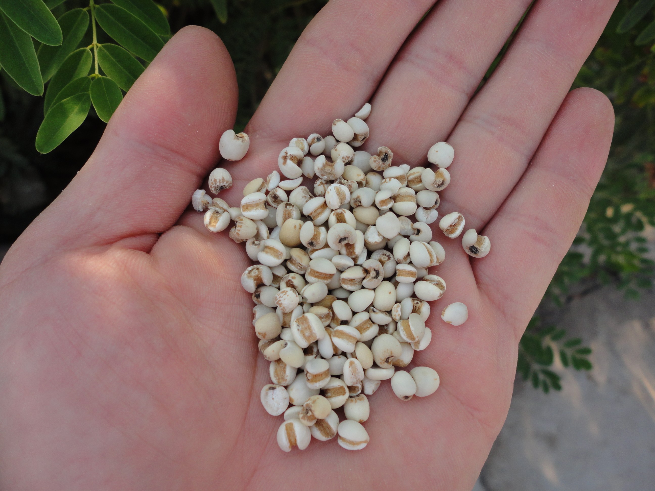 天然无硫 新鲜薏米小薏米仁 农家新货糯意苡仁小粒薏仁米