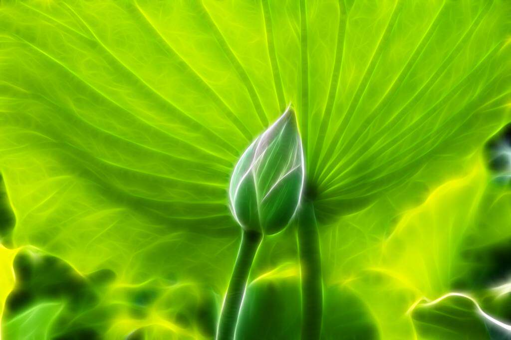 减肥原理 荷叶茶中的荷叶碱中含有多种有效的化脂生物碱,能有效分解