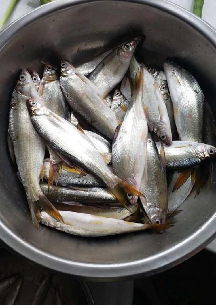 黄尾开口诱钓鱼小药春夏野钓红尾鲴鱼饵料添加剂窝料配方渔具用品